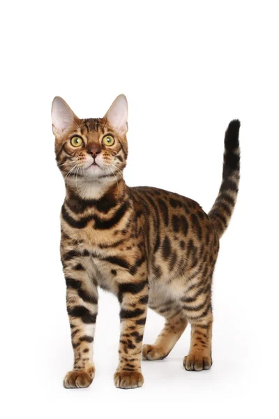 Kucing Bengal Stok Gambar Bebas Royalti