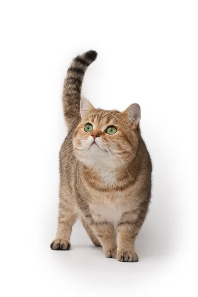 Красивая кошка Лицензионные Стоковые Фото