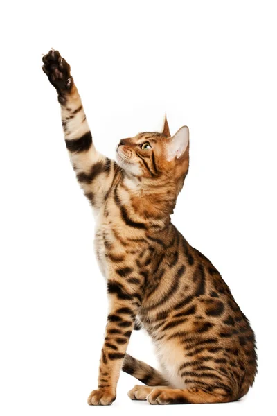 Kucing Bengal Stok Gambar