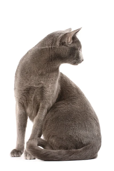 Cat profile Stock Image
