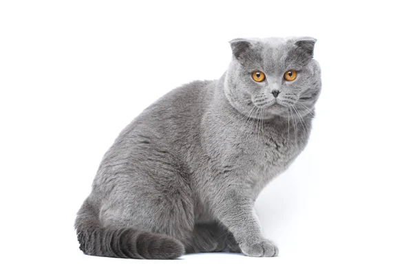 Grey cat Stock Image