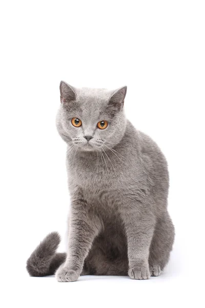 Серый кот Стоковое Фото