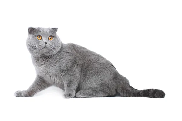 Grey cat Royalty Free Stock Images