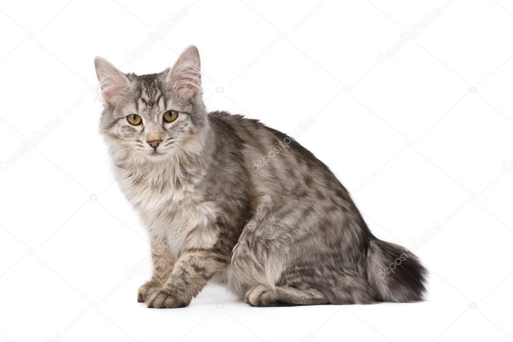 Kurillian bobtail cat