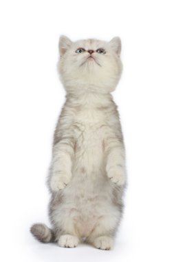 Playful kitten clipart