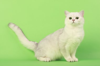 White cat clipart