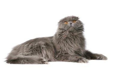 kabarık kedi