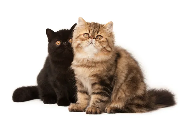 Персидские кошки — стоковое фото