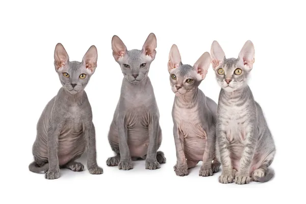 Gatos da esfinge — Fotografia de Stock