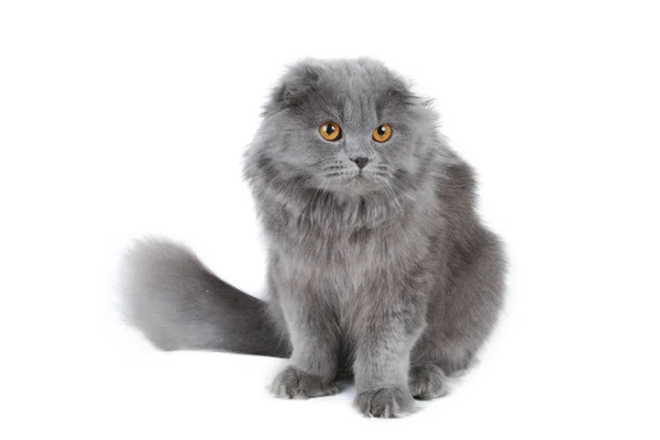 只毛绒绒的猫 — 图库照片