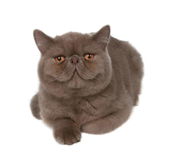 Большая толстая кошка — стоковое фото