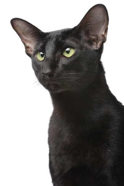 オリエンタル猫 — ストック写真