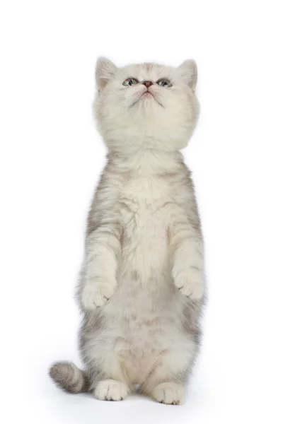 Playful kitten — Stock Photo, Image