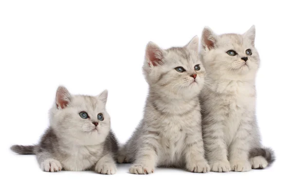 Famiglia dei gattini — Foto Stock