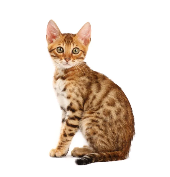 Kociak bengalski — Zdjęcie stockowe