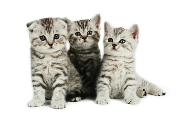 小猫家庭 — 图库照片