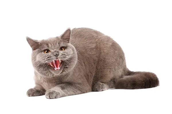 Θυμωμένη γάτα — Φωτογραφία Αρχείου