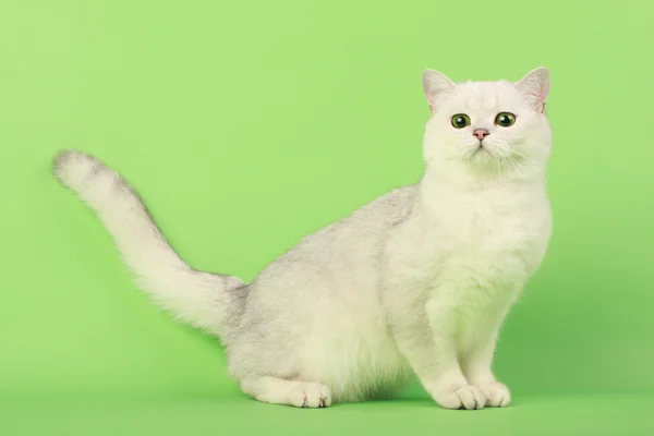 Beyaz kedi — Stok fotoğraf