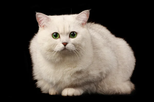 Άσπρη γάτα — Φωτογραφία Αρχείου