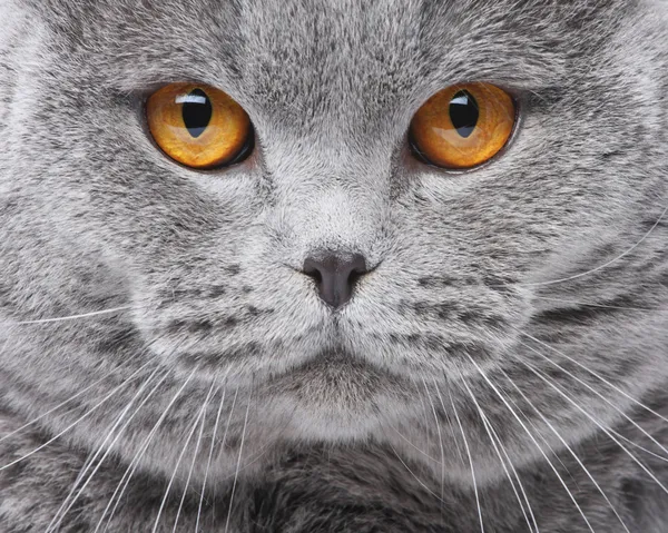 Kočka portrét Stock Fotografie