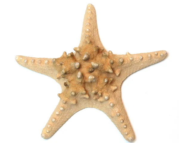 stock image Starfish