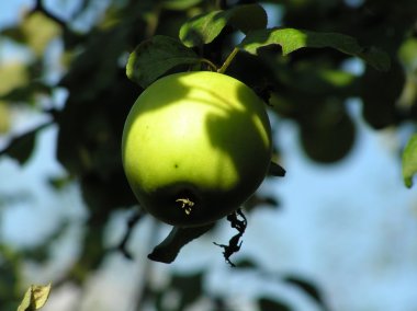Apple on a tree clipart