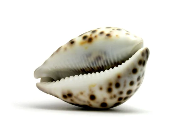 stock image Seashell