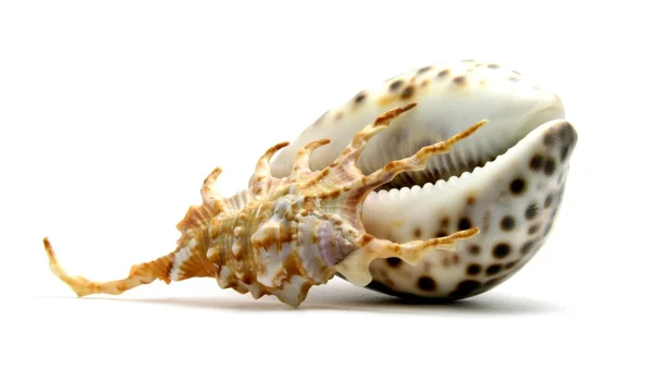 stock image Seashell