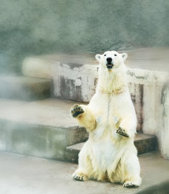Polar bear in zoo clipart