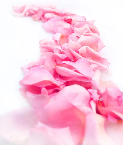 Strada di petali di rosa — Foto Stock