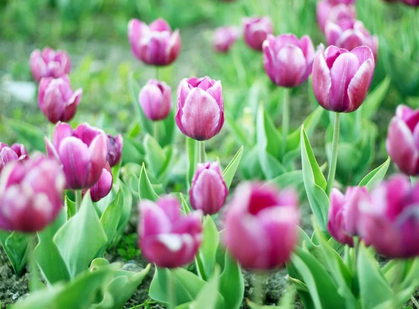 Prato di tulipani — Foto Stock