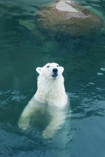 Λευκή αρκούδα — Φωτογραφία Αρχείου