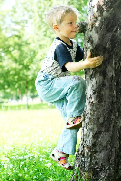 Tree-climber — Stock Photo, Image
