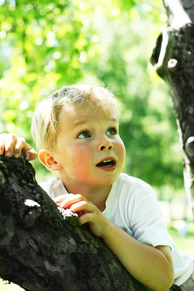 Маленький хлопчик на дереві — стокове фото