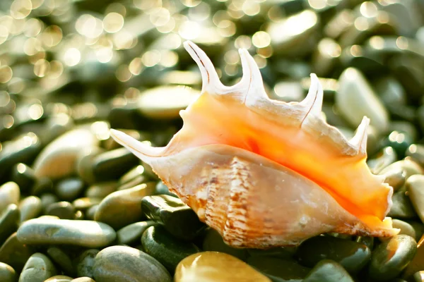 Beautiful shell on seashore — Stock Photo, Image