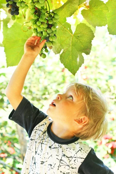 Małe dziecko i winogron — Zdjęcie stockowe