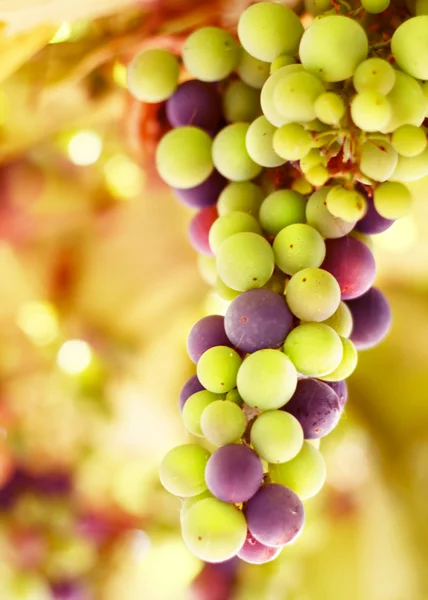 Beautiful grape background — Stock Photo, Image