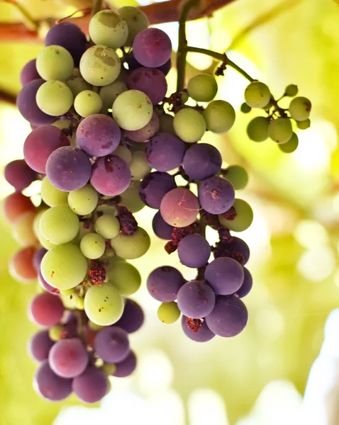 stock image Grape