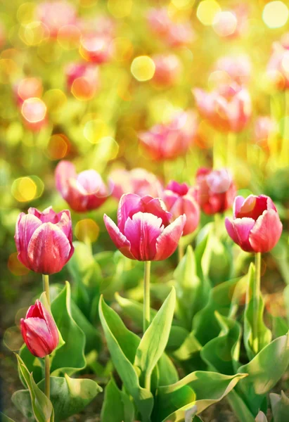 Prato di tulipani — Foto Stock