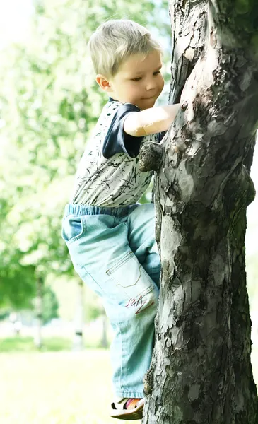 Tree-climber — Stock fotografie