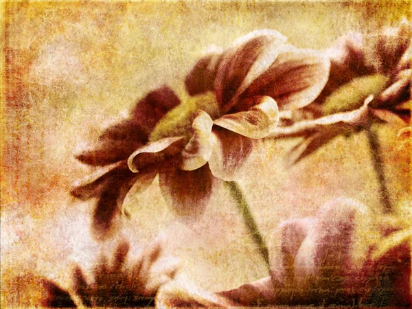 Flores vintage — Foto de Stock