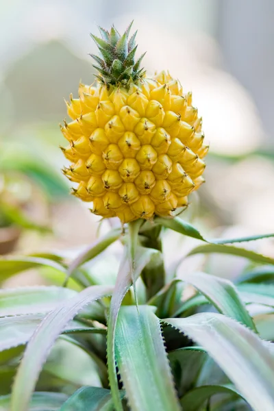 Выращивание ананаса — стоковое фото