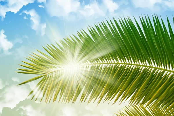 Palme im Sonnenlicht — Stockfoto