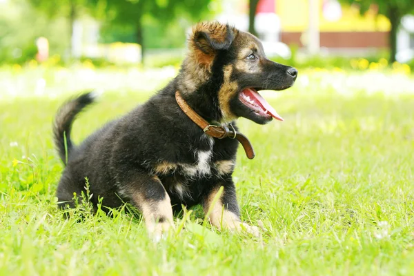 stock image Funny puppy