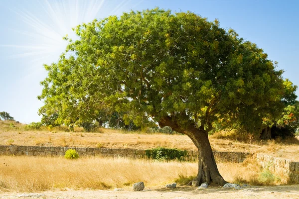 stock image Lonely tree