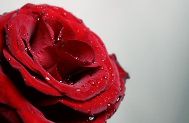 Kırmızı gül