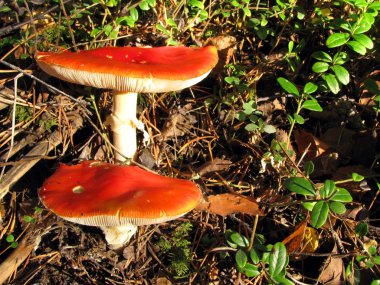 Amanita