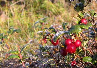 Cowberries