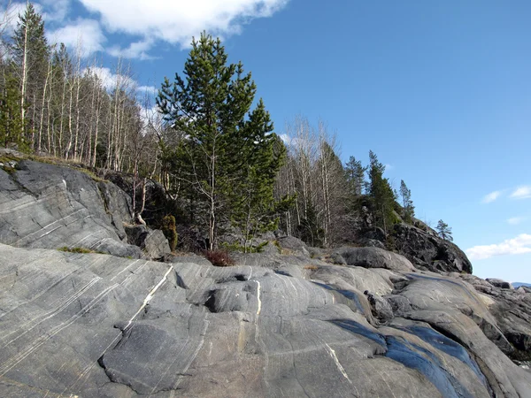 Cliff üzerinde çam — Stok fotoğraf