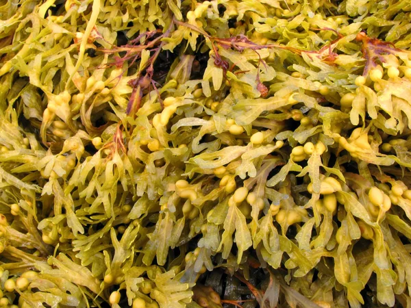 Algae — Stock Photo, Image